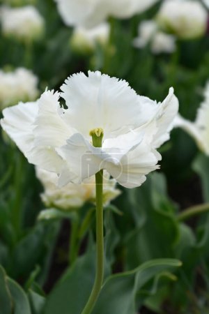 Loro blanco tulipán flor - Nombre latino - Tulipa Super Loro