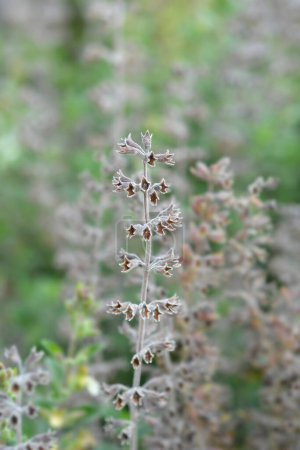 Photo for Yellow germander seed pods - Latin name - Teucrium flavum - Royalty Free Image