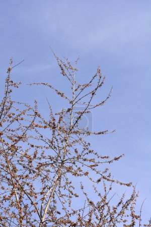 Ahornzweige mit juvenilen Früchten - lateinischer Name - Acer saccharinum