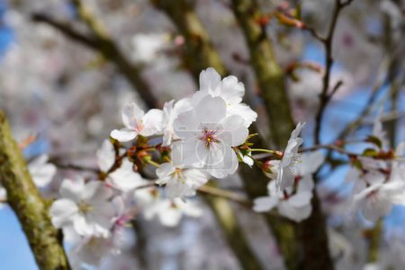 Flowering cherry branch with flowers - Latin name - Prunus incisa The Bride