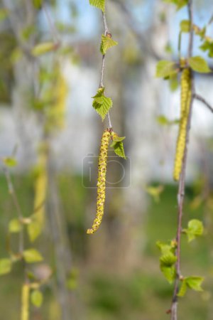 Birkenzweige mit neuen Blättern und Blüten - lateinischer Name - Betula pendula