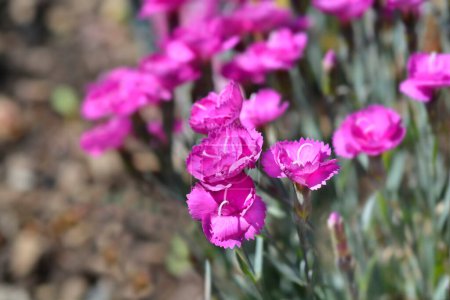 Pink Warden Hybrid flowers - Latin name - Dianthus Warden Hybrid