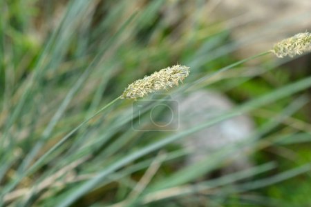 Fleurs d'herbe des Balkans - Nom latin - Sesleria robusta