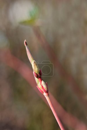 Snakebark maple branch with leaf buds - Latin name - Acer Red Flamingo