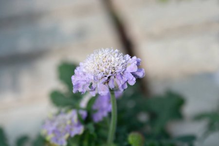Colombe fleur scabieuse - Nom latin - Scabiosa columbaria