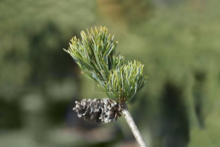 Japanise Rama de pino blanco con cono de semilla - Nombre latino - Pinus parviflora Blauer Engel