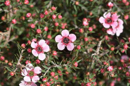 Tea Tree cultivar pink flowers - Latin name - Leptospermum scoparium
