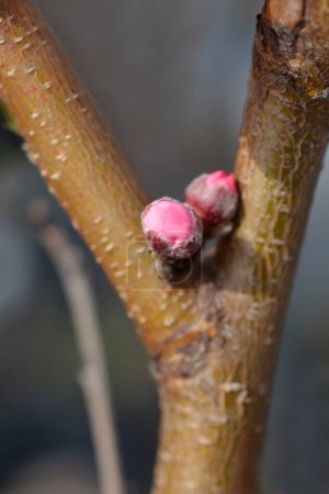 Peach tree branch with pink flower buds - Latin name - Prunus persica Fayette