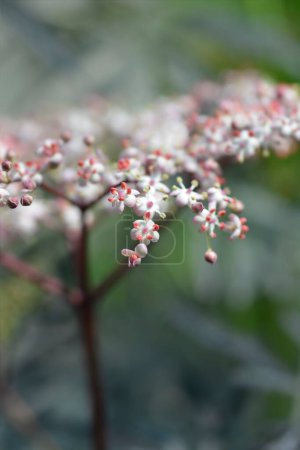 Téléchargez les photos : Fleurs de sureau noir - Nom latin - Sambucus nigra Dentelle noire - en image libre de droit