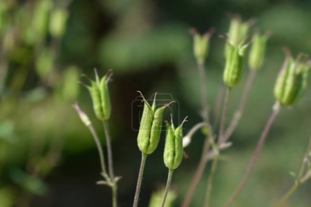 Common columbine seed pods - Latin name - Aquilegia vulgaris