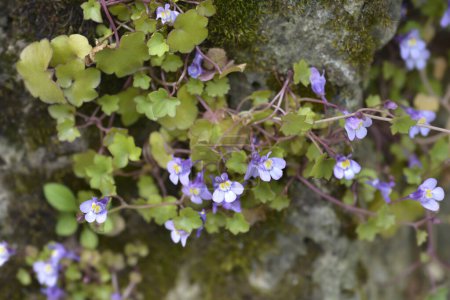 Kenilworth Ivy small flowers - Latin name - Cymbalaria muralis