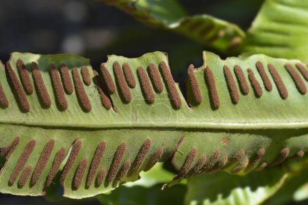 Harts-tongue fern leaf detail - Latin name - Asplenium scolopendrium