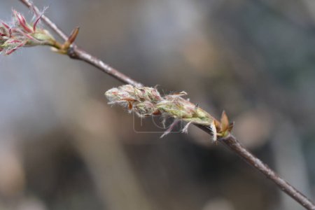 Juneberry branch with flower buds - Latin name - Amelanchier lamarckii