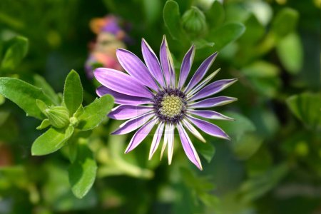 African daisy violet flower - Latin name - Osteospermum hybrid