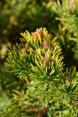 Pin de montagne nain Carstens Wintergold - Nom latin - Pinus mugo Carstens Wintergold