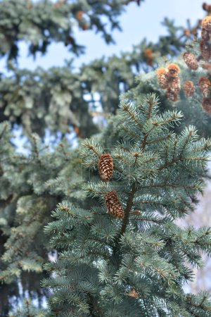 Photo for Colorado blue spruce branch with seed cones - Latin name - Picea pungens Glauca - Royalty Free Image