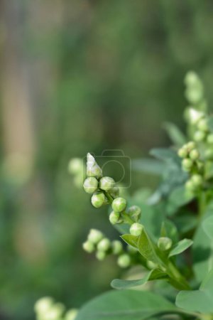 Pearlbush branch with flower buds - Latin name - Exochorda racemosa Blushing Pearl