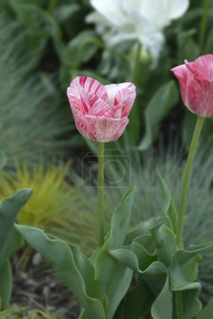 Photo for Pink and white tulip flowers - Latin name - Tulipa Hemisphere - Royalty Free Image