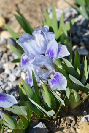 Miniatura de flores de iris barbudo enano - Nombre latino - Iris Bonnie Babe