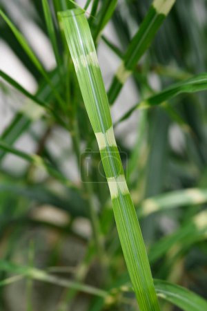 Ornamental Chinese silver grass leaf detail - Latin name - Miscanthus sinensis Strictus