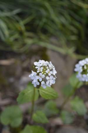 Weiße Blüten der Kaukasischen Kresse - lateinischer Name - Pachyphragma macrophyllum