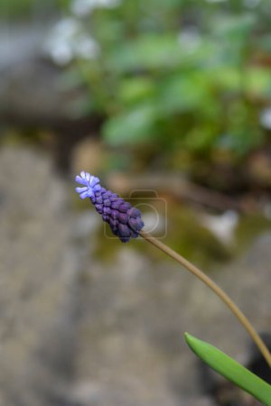 Foto de Flor de jacinto de uva de hoja ancha - Nombre latino - Muscari latifolium - Imagen libre de derechos