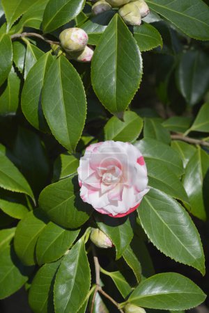 Camellia flor blanca y roja - Nombre latino - Camellia japonica