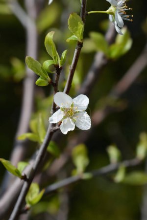 Plum President branch with flowers - Latin name - Prunus domestica President