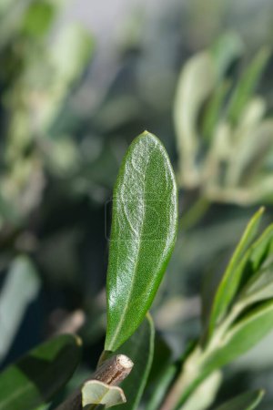 Photo for Common olive leaves - Latin name - Olea europaea - Royalty Free Image