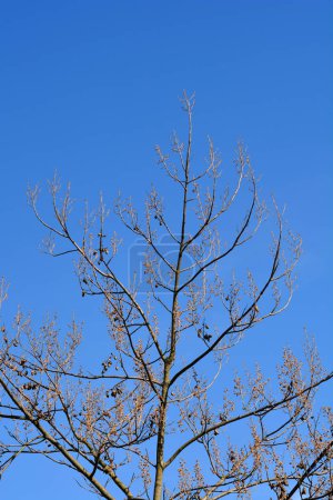 Empress tree branches with flower buds and seed pods - Latin name - Paulownia tomentosa