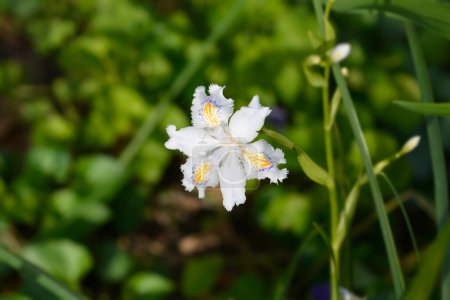 Flor de iris con flecos - Nombre latino - Iris japonica