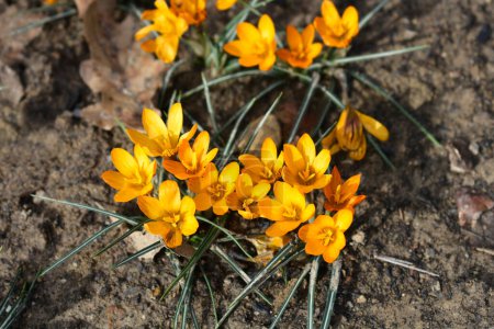 Téléchargez les photos : Crocus orange fleurs - Nom latin - Crocus orange monarque - en image libre de droit