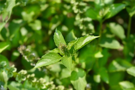 Lemon basil leaves and flower buds - Latin name - Ocimum basilicum Citriodorum