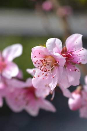 Peach tree branch with pink flowers - Latin name - Prunus persica Baby Gold