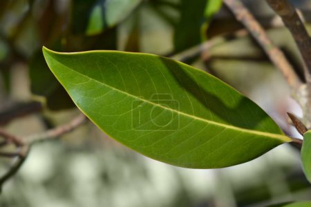 Südliche Magnolienblätter - lateinischer Name - Magnolia grandiflora