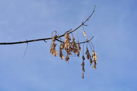 Boxelder maple branch with seeds - Latin name - Acer negundo