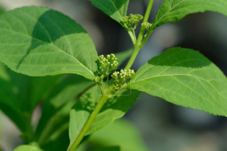 Beautyberry Leucocarpa feuilles et boutons floraux - Nom latin - Callicarpa japonica Leucocarpa