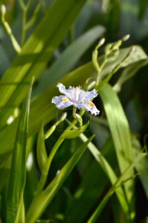 Fringed iris flower - Latin name - Iris japonica