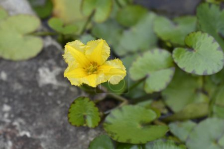 Yellow Floating Heart flower - Latin name - Nymphoides peltata