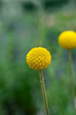 Flor dorada de botones billy - Nombre latino - Pycnosorus globosus