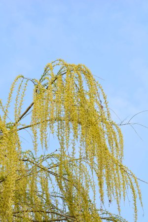 Goldene Trauerweidenzweige mit Blüten - lateinischer Name - Salix alba subsp. Vitellina-Pendula