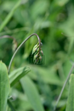 Broad leaved everlasting pea flower buds - Latin name - Lathyrus latifolius
