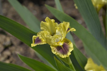 Téléchargez les photos : Standard Nain barbu Iris fleur jaune et violet - Nom latin - Iris Calamus - en image libre de droit