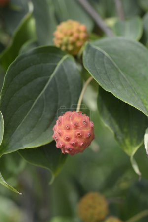 Floraison cornouiller branche galiléenne aux fruits - Nom latin - Cornus kousa Galiléen