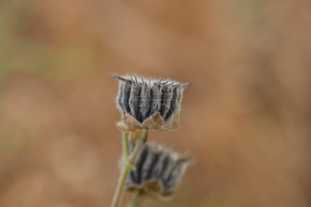 vaina de semillas secas de hoja de terciopelo - Nombre latino - Abutilon theophrasti