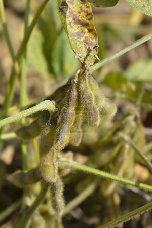 Soybean seed pods in the field - Latin name - Glycine max