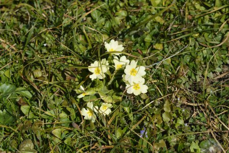 Common primrose yellow flowers - Latin name - Primula vulgaris