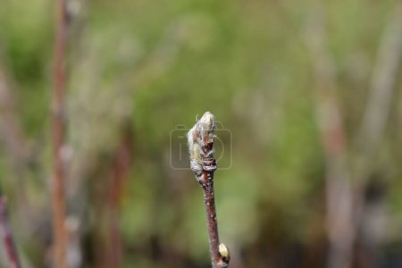 Alder-leaved serviceberry branch with buds - Latin name - Amelanchier alnifolia Mandam
