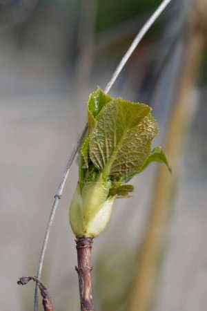 Climbing hydrangea branch with new leaves - Latin name - Hydrangea petiolaris