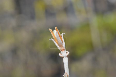 Rama hortensia Oakleaf con brotes - Nombre latino - Hydrangea quercifolia Cristal de Hielo